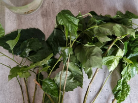 Kiinanruusun ja santun pistokkaita, Kasvit ja siemenet, Piha ja puutarha, Rääkkylä, Tori.fi Kiinanruusun ja santun pistokkaita, Kasvit ja siemenet, Piha ja puutarha, Rääkkylä, Tori.fi