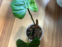 Philodendron nangaritense