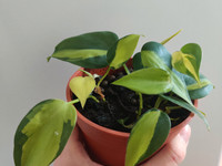 Philodendron brazil