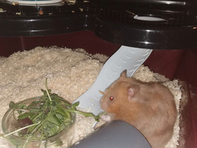 Syyrianhamsterin poikasia, Jyrsijät, Lemmikkieläimet, Pieksämäki, Tori.fi Syyrianhamsterin poikasia, Jyrsijät, Lemmikkieläimet, Pieksämäki, Tori.fi