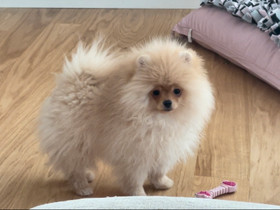 Pomeranian pentu, Koirat, Lemmikkieläimet, Helsinki, Tori.fi Pomeranian pentu, Koirat, Lemmikkieläimet, Helsinki, Tori.fi