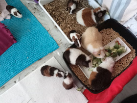 Marsuja varattavissa, Jyrsijät, Lemmikkieläimet, Hamina, Tori.fi Marsuja varattavissa, Jyrsijät, Lemmikkieläimet, Hamina, Tori.fi