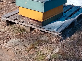 Mehiläisyhdyskuntia, Muut eläimet, Lemmikkieläimet, Mikkeli, Tori.fi Mehiläisyhdyskuntia, Muut eläimet, Lemmikkieläimet, Mikkeli, Tori.fi