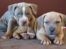American XL Bully Pentuja, Koirat, Lemmikkieläimet, Mäntsälä, Tori.fi American XL Bully Pentuja, Koirat, Lemmikkieläimet, Mäntsälä, Tori.fi