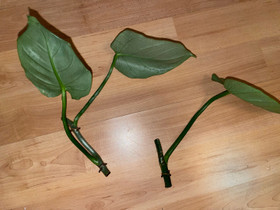 Philodendron silver sword, Kasvit ja siemenet, Piha ja puutarha, Savonlinna, Tori.fi