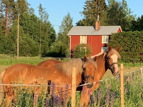 Etsitään ylläpitoon, Hevoset ja ponit, Hevoset ja hevosurheilu, Mustasaari, Tori.fi Etsitään ylläpitoon, Hevoset ja ponit, Hevoset ja hevosurheilu, Mustasaari, Tori.fi