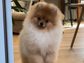 Pomeranian uros, Koirat, Lemmikkieläimet, Helsinki, Tori.fi Pomeranian uros, Koirat, Lemmikkieläimet, Helsinki, Tori.fi