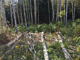 Metsää., Metsätilat ja maatilat, Kurikka, Tori.fi Metsää., Metsätilat ja maatilat, Kurikka, Tori.fi