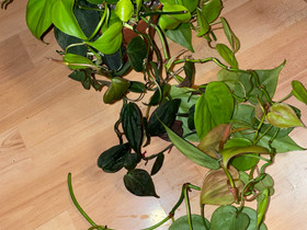 Philodendron lemon lime & micans, Kasvit ja siemenet, Piha ja puutarha, Savonlinna, Tori.fi Philodendron lemon lime & micans, Kasvit ja siemenet, Piha ja puutarha, Savonlinna, Tori.fi