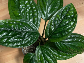 Monstera peru, Kasvit ja siemenet, Piha ja puutarha, Savonlinna, Tori.fi Monstera peru, Kasvit ja siemenet, Piha ja puutarha, Savonlinna, Tori.fi