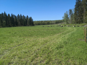 Peltoa, Metsätilat ja maatilat, Nurmes, Tori.fi Peltoa, Metsätilat ja maatilat, Nurmes, Tori.fi