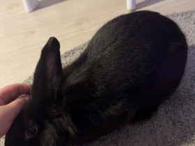Yksivuotias kesy poikakani, Jyrsijät, Lemmikkieläimet, Oulu, Tori.fi Yksivuotias kesy poikakani, Jyrsijät, Lemmikkieläimet, Oulu, Tori.fi