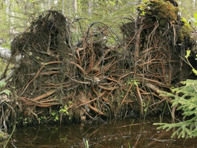 Metsäryteikköä, Metsätilat ja maatilat, Ilomantsi, Tori.fi Metsäryteikköä, Metsätilat ja maatilat, Ilomantsi, Tori.fi