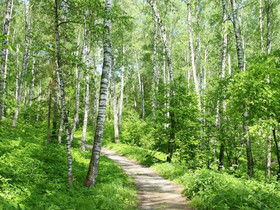 Metsätila, metsäpalsta, Metsätilat ja maatilat, Urjala, Tori.fi Metsätila, metsäpalsta, Metsätilat ja maatilat, Urjala, Tori.fi