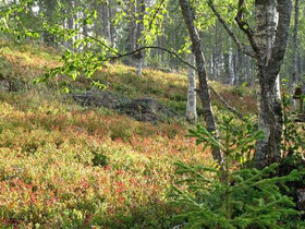 Livonniskantie 86, Anetjärvi, Posio, Metsätilat ja maatilat, Posio, Tori.fi Livonniskantie 86, Anetjärvi, Posio, Metsätilat ja maatilat, Posio, Tori.fi