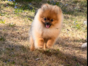 Pomeranian uros pentu, Koirat, Lemmikkieläimet, Helsinki, Tori.fi Pomeranian uros pentu, Koirat, Lemmikkieläimet, Helsinki, Tori.fi