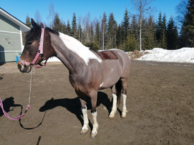 Poni koulusatula 15", Satulat ja varusteet, Hevoset ja hevosurheilu, Kajaani, Tori.fi Poni koulusatula 15", Satulat ja varusteet, Hevoset ja hevosurheilu, Kajaani, Tori.fi