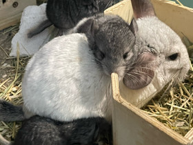 Chinchilla poikaset, Jyrsijät, Lemmikkieläimet, Turku, Tori.fi Chinchilla poikaset, Jyrsijät, Lemmikkieläimet, Turku, Tori.fi