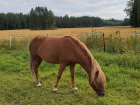 Islanninhevostamma, Hevoset ja ponit, Hevoset ja hevosurheilu, Seinäjoki, Tori.fi Islanninhevostamma, Hevoset ja ponit, Hevoset ja hevosurheilu, Seinäjoki, Tori.fi