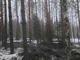 Puuhatontti orimattilasta, Metsätilat ja maatilat, Askola, Tori.fi Puuhatontti orimattilasta, Metsätilat ja maatilat, Askola, Tori.fi