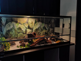 Iso terraario, Muut eläintarvikkeet, Lemmikkieläimet, Rovaniemi, Tori.fi Iso terraario, Muut eläintarvikkeet, Lemmikkieläimet, Rovaniemi, Tori.fi