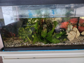 N.100l akvaario tarvikkeineen ilman kaloja, Kalat ja akvaariot, Lemmikkieläimet, Kajaani, Tori.fi N.100l akvaario tarvikkeineen ilman kaloja, Kalat ja akvaariot, Lemmikkieläimet, Kajaani, Tori.fi