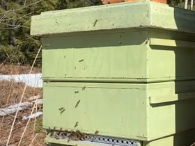 Talvehtinut Mehiläisyhdyskunta, Muut eläimet, Lemmikkieläimet, Lemi, Tori.fi Talvehtinut Mehiläisyhdyskunta, Muut eläimet, Lemmikkieläimet, Lemi, Tori.fi