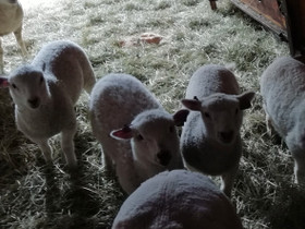 Karitsoita (uuhia), Muut eläimet, Lemmikkieläimet, Taipalsaari, Tori.fi Karitsoita (uuhia), Muut eläimet, Lemmikkieläimet, Taipalsaari, Tori.fi