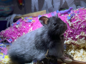 Syyrialainen hamsteri, Jyrsijät, Lemmikkieläimet, Säkylä, Tori.fi Syyrialainen hamsteri, Jyrsijät, Lemmikkieläimet, Säkylä, Tori.fi