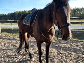 Itsenäistä ratsastusta, Hevoset ja ponit, Hevoset ja hevosurheilu, Loviisa, Tori.fi Itsenäistä ratsastusta, Hevoset ja ponit, Hevoset ja hevosurheilu, Loviisa, Tori.fi