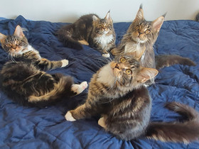 Maine Coon pojat (27.05 päivitys), Kissat, Lemmikkieläimet, Helsinki, Tori.fi Maine Coon pojat (27.05 päivitys), Kissat, Lemmikkieläimet, Helsinki, Tori.fi