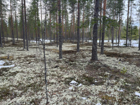 Jäkälää useita hehtaareja, Metsätilat ja maatilat, Vaala, Tori.fi Jäkälää useita hehtaareja, Metsätilat ja maatilat, Vaala, Tori.fi