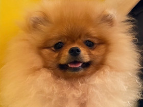 Pomeranian pentu, Koirat, Lemmikkieläimet, Helsinki, Tori.fi Pomeranian pentu, Koirat, Lemmikkieläimet, Helsinki, Tori.fi