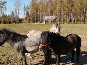 Oripojat, Hevoset ja ponit, Hevoset ja hevosurheilu, Pori, Tori.fi