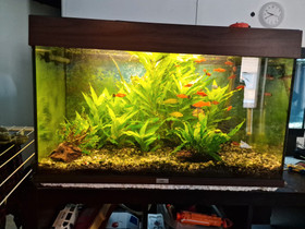 Juwel Aquarium, Kalat ja akvaariot, Lemmikkieläimet, Kuopio, Tori.fi Juwel Aquarium, Kalat ja akvaariot, Lemmikkieläimet, Kuopio, Tori.fi
