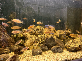 Malawi cichlids, Kalat ja akvaariot, Lemmikkieläimet, Maalahti, Tori.fi Malawi cichlids, Kalat ja akvaariot, Lemmikkieläimet, Maalahti, Tori.fi