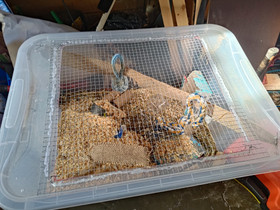 Jyrsiän häkki 145l, Muut eläintarvikkeet, Lemmikkieläimet, Seinäjoki, Tori.fi Jyrsiän häkki 145l, Muut eläintarvikkeet, Lemmikkieläimet, Seinäjoki, Tori.fi
