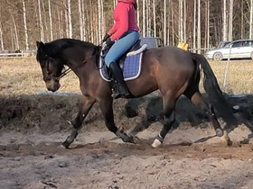 Lv ruuna ratsuksi, Hevoset ja ponit, Hevoset ja hevosurheilu, Jämsä, Tori.fi Lv ruuna ratsuksi, Hevoset ja ponit, Hevoset ja hevosurheilu, Jämsä, Tori.fi