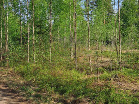 2310m², Pirttikoskentie, Askola, Tontit, Askola, Tori.fi 2310m², Pirttikoskentie, Askola, Tontit, Askola, Tori.fi