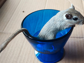 Gerbiili naaraita, Jyrsijät, Lemmikkieläimet, Pori, Tori.fi Gerbiili naaraita, Jyrsijät, Lemmikkieläimet, Pori, Tori.fi