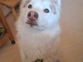 Husky uros, Koirat, Lemmikkieläimet, Raahe, Tori.fi Husky uros, Koirat, Lemmikkieläimet, Raahe, Tori.fi