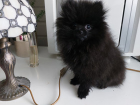 Pomeranian Pentu myydään | Löydä paras hinta | Kategoria: Lemmikit ja  eläimet