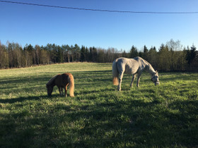 Esittele 120cm-150cm poni tai heppa laumaamme, Hevoset ja ponit, Hevoset ja hevosurheilu, Joensuu, Tori.fi Esittele 120cm-150cm poni tai heppa laumaamme, Hevoset ja ponit, Hevoset ja hevosurheilu, Joensuu, Tori.fi