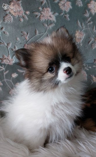 Pomeranian pentu, Koirat, Lemmi...