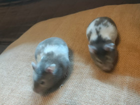 Syyrianhamsteri kultahamsteri, Jyrsijät, Lemmikkieläimet, Hamina, Tori.fi Syyrianhamsteri kultahamsteri, Jyrsijät, Lemmikkieläimet, Hamina, Tori.fi