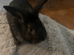Kääpiöluppa/leijonanharjas mix, Jyrsijät, Lemmikkieläimet, Kontiolahti, Tori.fi Kääpiöluppa/leijonanharjas mix, Jyrsijät, Lemmikkieläimet, Kontiolahti, Tori.fi