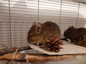 VARATTU 2 Degu hiirtä, Jyrsijät, Lemmikkieläimet, Lappeenranta, Tori.fi VARATTU 2 Degu hiirtä, Jyrsijät, Lemmikkieläimet, Lappeenranta, Tori.fi