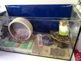 Hamsterin tarvikkeet, Muut eläintarvikkeet, Lemmikkieläimet, Leppävirta, Tori.fi Hamsterin tarvikkeet, Muut eläintarvikkeet, Lemmikkieläimet, Leppävirta, Tori.fi