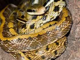 3 Orthriophis taeniura friesei, Muut eläimet, Lemmikkieläimet, Rovaniemi, Tori.fi 3 Orthriophis taeniura friesei, Muut eläimet, Lemmikkieläimet, Rovaniemi, Tori.fi