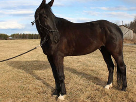 Etsitään harraste lämppäriä, Hevoset ja ponit, Hevoset ja hevosurheilu, Kivijärvi, Tori.fi Etsitään harraste lämppäriä, Hevoset ja ponit, Hevoset ja hevosurheilu, Kivijärvi, Tori.fi